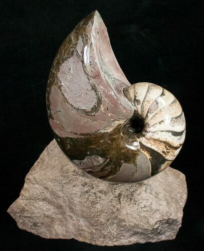 Fossil Nautilus From France - Very Colorful #10973